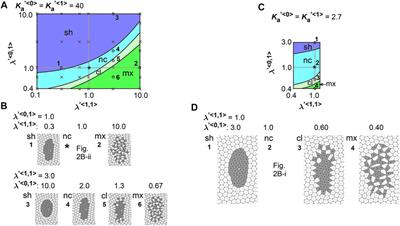 Differential Cellular Stiffness Contributes to Tissue Elongation on an Expanding Surface